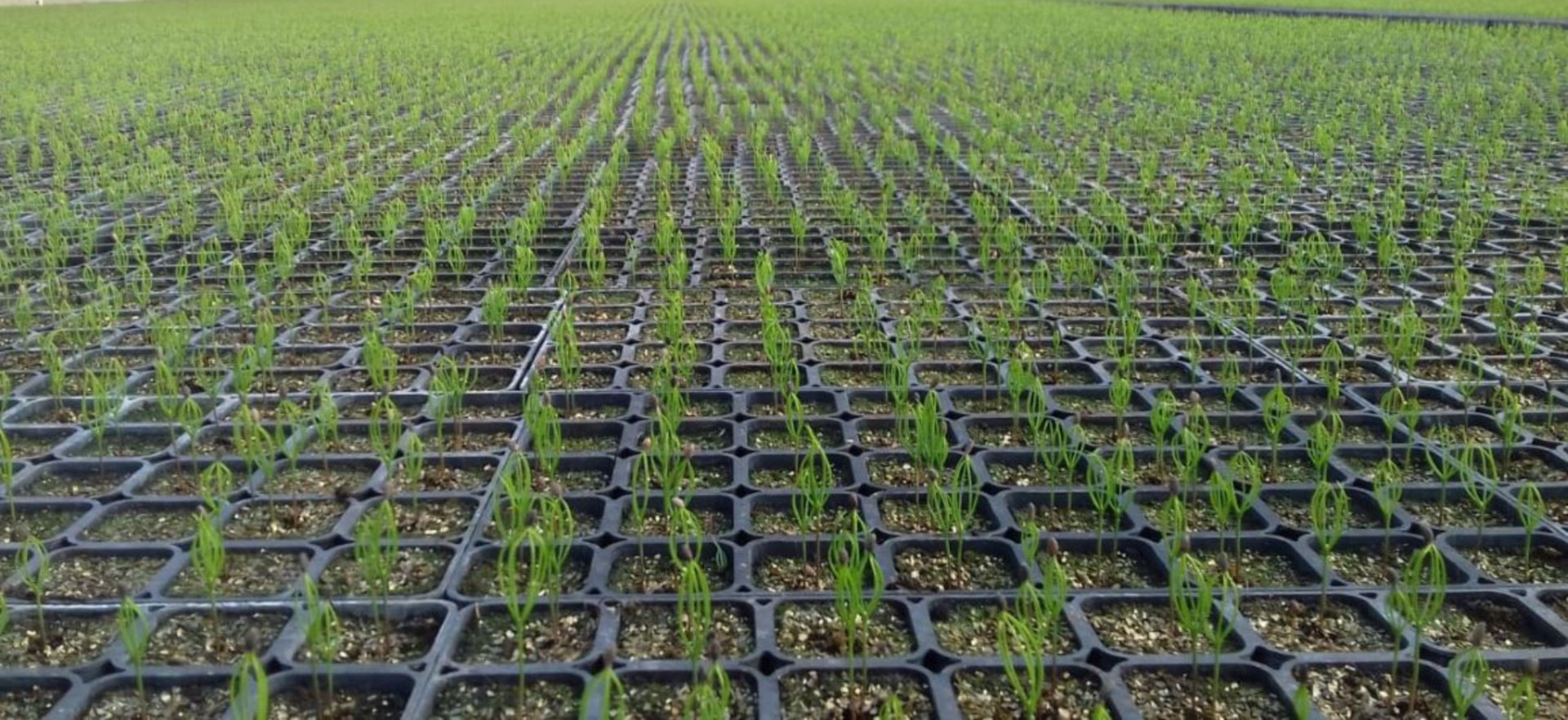 СЕЯНЦЫ ХВОЙНЫХ И ЛИСТВЕННЫХ ДЕРЕВЬЕВ С ЗКС